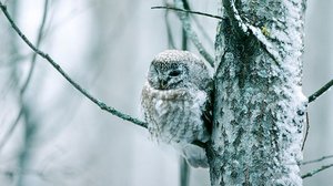 Metsän tarina (S): 30.12.2018 18.45