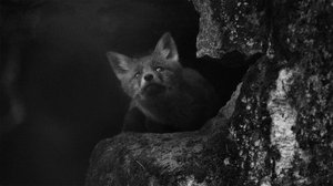 Eläimen kuva (S): 31.12.2018 00.01