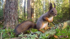 Metsän selviytyjät: 29.12.2018 00.01