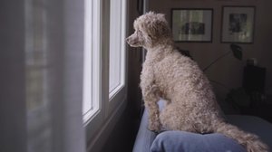 Yksin kotona: 28.12.2018 02.00