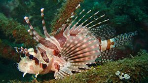 Avara luonto: Lembehin salmi: 05.01.2019 18.45