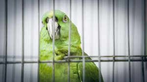 Papukaija Jaakko 57v. uuden edessä: 10.01.2019 00.01