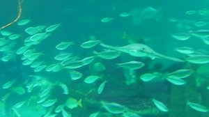 Luonto lähellä: 07.01.2019 08.30