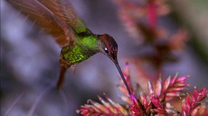 Andien kondorit ja kolibrit: 13.01.2019 06.00