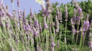 Laventelia Moselin rannoilla (S): 24.01.2019 16.55