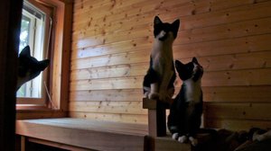 Uusi Kino: Kissanloukku (12): 29.01.2019 23.10