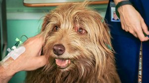 Rakkaus on... (12): 30.01.2019 06.00