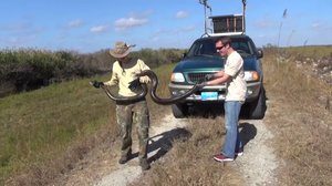 Luonto lähellä: käärmejahti Floridassa: 28.01.2019 09.00