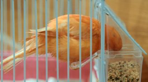 Kenokaula-Anneli ei pysy orrella: 07.02.2019 00.01