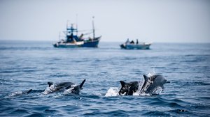 Avara luonto: Sri Lanka, meren helmi: 09.02.2019 06.00