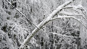 Kymmeniä tuhansia puita poistettu sähkölinjoilta: 07.02.2019 11.05