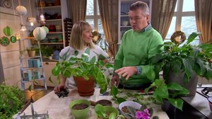 Uusia ruukkukasveja pistokkaista: 09.02.2019 06.00