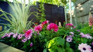 Rakkaudesta puutarhaan: 09.02.2019 07.10