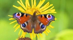 Tutkimus: Nykyisellä vauhdilla hyönteiset katoavat maailmasta sadassa vuodessa: 12.02.2019 10.17