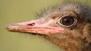 Avara luonto: Lentokyvyttömät linnut: 16.02.2019 06.00