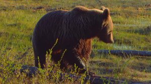 Karhun salaisuus: 20.02.2019 18.00