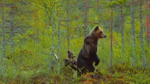 Metsän ihmeitä: 20.02.2019 18.00