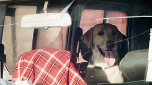 Norsunluukoira: 20.02.2019 16.00