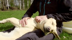 Norsunluukoira: 20.02.2019 16.00