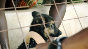 Norsunluukoira: 20.02.2019 16.00