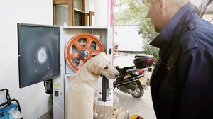 Norsunluukoira: 20.02.2019 16.00