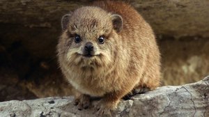 Avara luonto: Tamaani, mestariselviytyjä: 23.02.2019 06.00