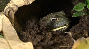 Luonto lähellä: 25.02.2019 08.00