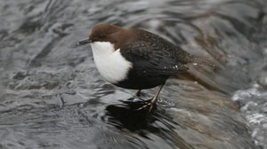 Koskikaran kaipaamat kirkkaat vedet vähentyneet: 27.02.2019 11.01
