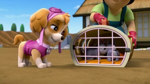 Päänvaivaa pupuista / Vettä, vettä, vettä! (S): 04.03.2019 07.39