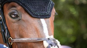 Ratsastuksen maailma: 11.03.2019 11.00