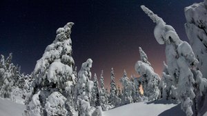 Metsä: 09.03.2019 18.45