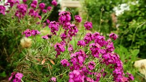 Rakkaudesta puutarhaan: 09.03.2019 07.10