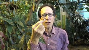 Luonto lähellä: carambapistiäinen: 11.03.2019 08.46