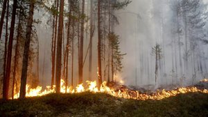 Ilmastotutkija: Hyönteistuhot,  kuivuus ja metsäpalot uhkaavat Suomen metsiä ilmaston lämmetessä: 14.03.2019 11.47