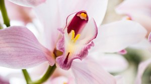 Vaikka kevät vielä viipyy, upeat orkideat ovat puhjenneet loistoonsa : 14.03.2019 12.20