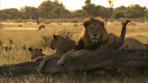 Moremin leijonat: 18.03.2019 06.00