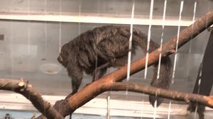 Korkeasaaressa pyritään vähentämään eläinten stressiä: 18.03.2019 08.00