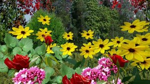 Iloa puutarhasta: 22.03.2019 09.00