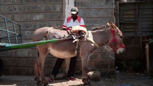 Keniassa aasit uhkaavat kuolla sukupuuttoon: 20.03.2019 11.18