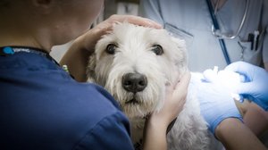 Pulla Pullerssonin pirulliset paiseet: 21.03.2019 00.01