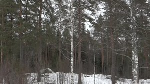 Luonto lähellä: 25.03.2019 08.00