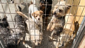 Espanjassa hylättiin viime vuonna yli 100 000 koiraa: 25.03.2019 10.55