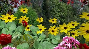 Iloa puutarhasta: 29.03.2019 09.00