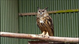 Elämäni eläimet: Eläinsairaalassa : 29.03.2019 10.30