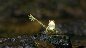 Avara luonto: Luonnon pienet ihmeet: 30.03.2019 06.00