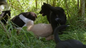 Koiranpentu (S): 01.04.2019 00.01