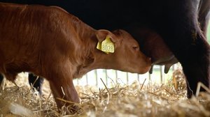 Vasikka (S): 01.04.2019 00.01