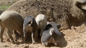 Lauma (S) (S): 01.04.2019 00.01