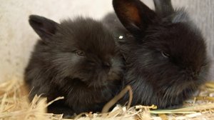 Lauma (S) (S): 01.04.2019 00.01