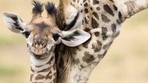 Savannien pienokaiset: 01.04.2019 06.00